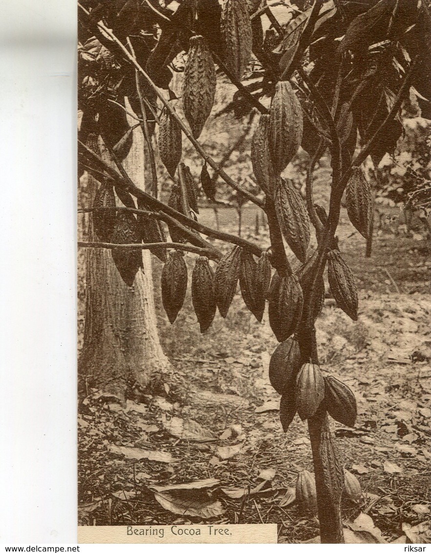 JAMAIQUE(ARBRE) CACAO - Jamaïque