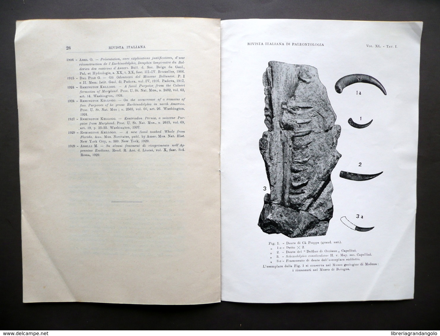 Primo Rinvenimento Di Odontoceto Nello Schlier Appennino Modenese Montanaro 1934 - Non Classificati