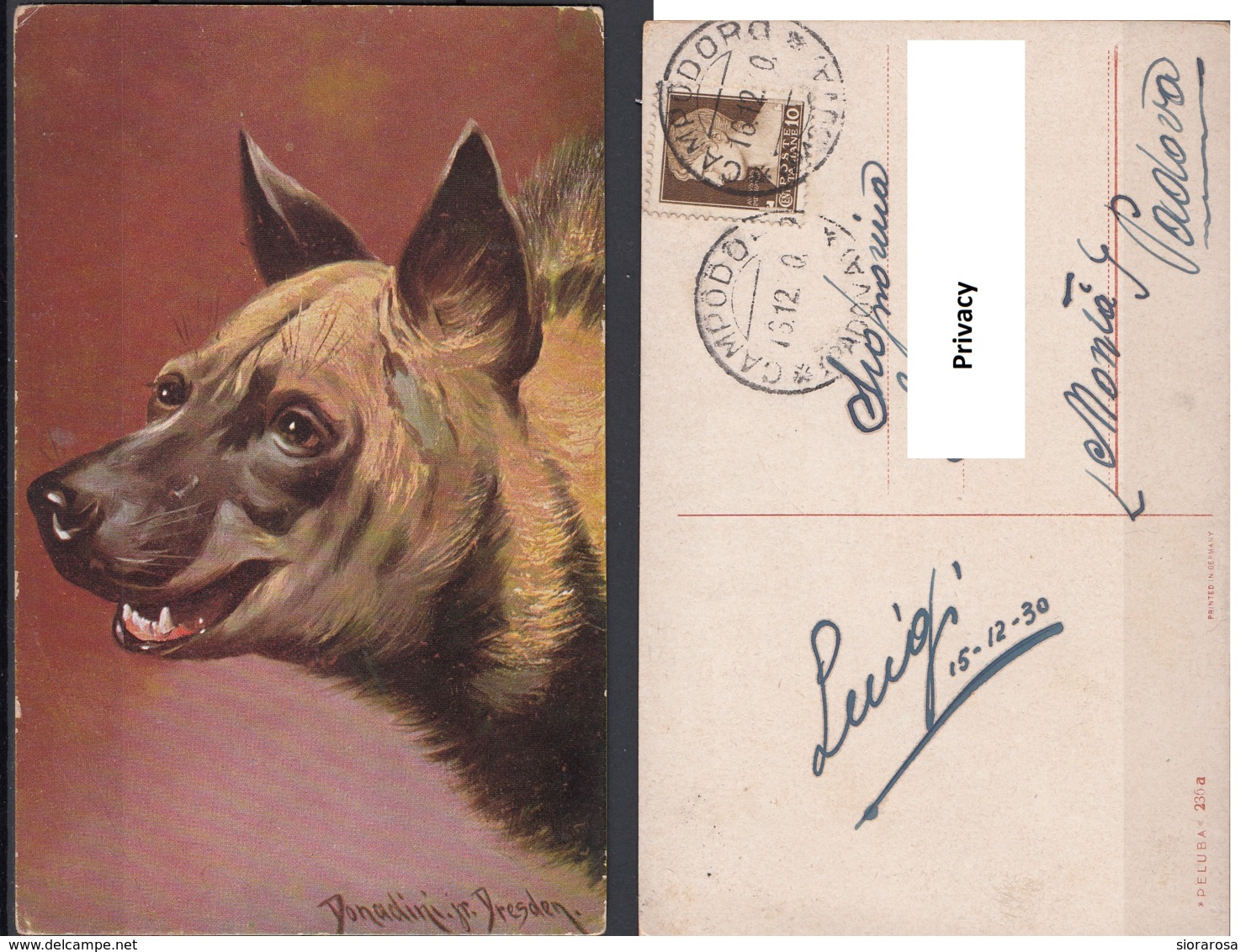 Antonio Donadini Illustratore Cane Chien Ediz. Peluba Postcard - Donadini, Antonio