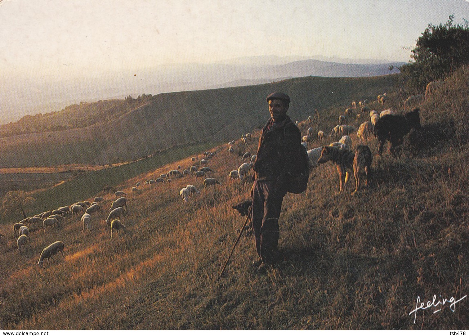 AGRICULTURE--Elevage De Moutons--transhumance--( Berger )--voir 2 Scans - Elevage