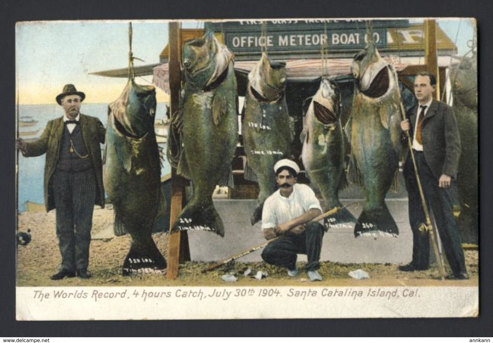 Santa Catalina Island California FISH FISHING - 1904 World's Record 4 Hrs Catch - Fishing