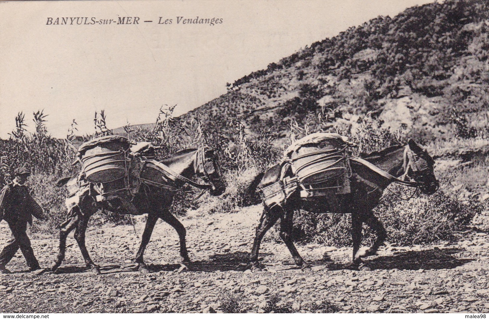 BANYULS  SUR  MER ,,,,,LES  VENDANGES ,,,,,TBE ,,,,,TRES JOLIE CARTE,,,, RARE - Banyuls Sur Mer