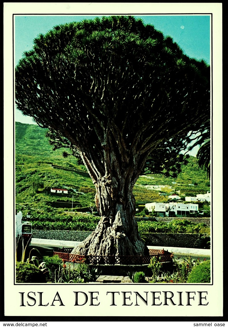 3000-jährige Drago  -  Icod De Los Vinos / Tenerife   -  Ansichtskarte Ca.1980   (10035) - Bäume