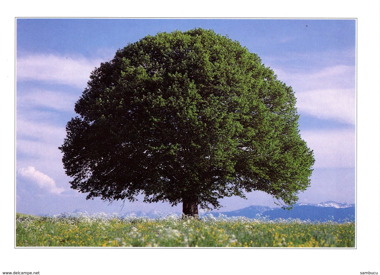 AK Baum Auf Feld - Ungelaufen - Sonstige & Ohne Zuordnung