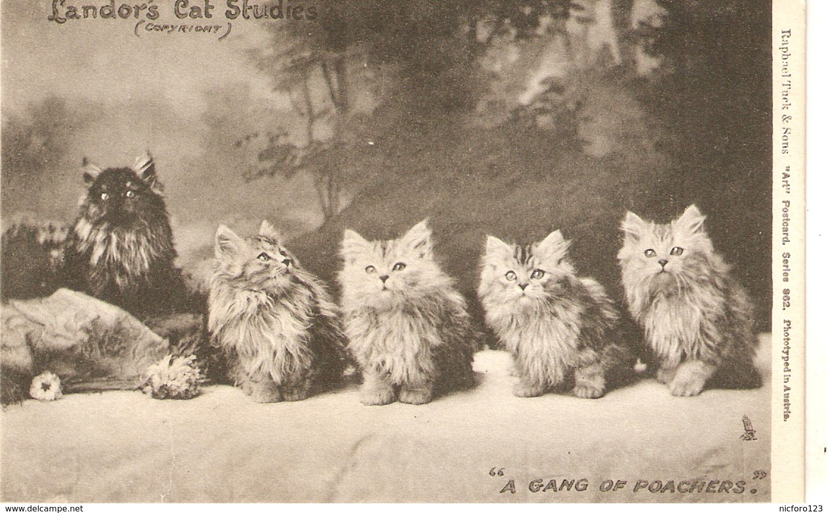 "Five Kttens. A Gang Of Poachers Tuck Art Lndor's  Cat Studies Ser. PC # 862 - Tuck, Raphael