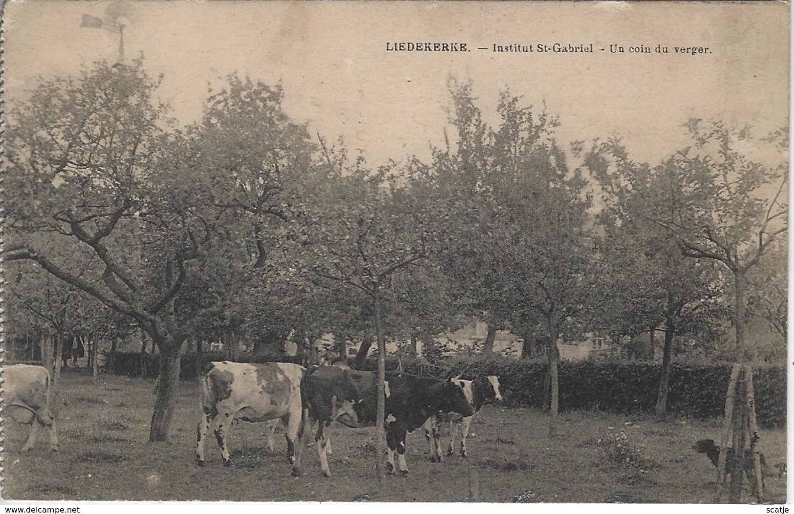 Liedekerke   -   Institut St-Gabriel.   -   Un Coin Du Verger.  -   1921   Naar  Opwijck - Liedekerke