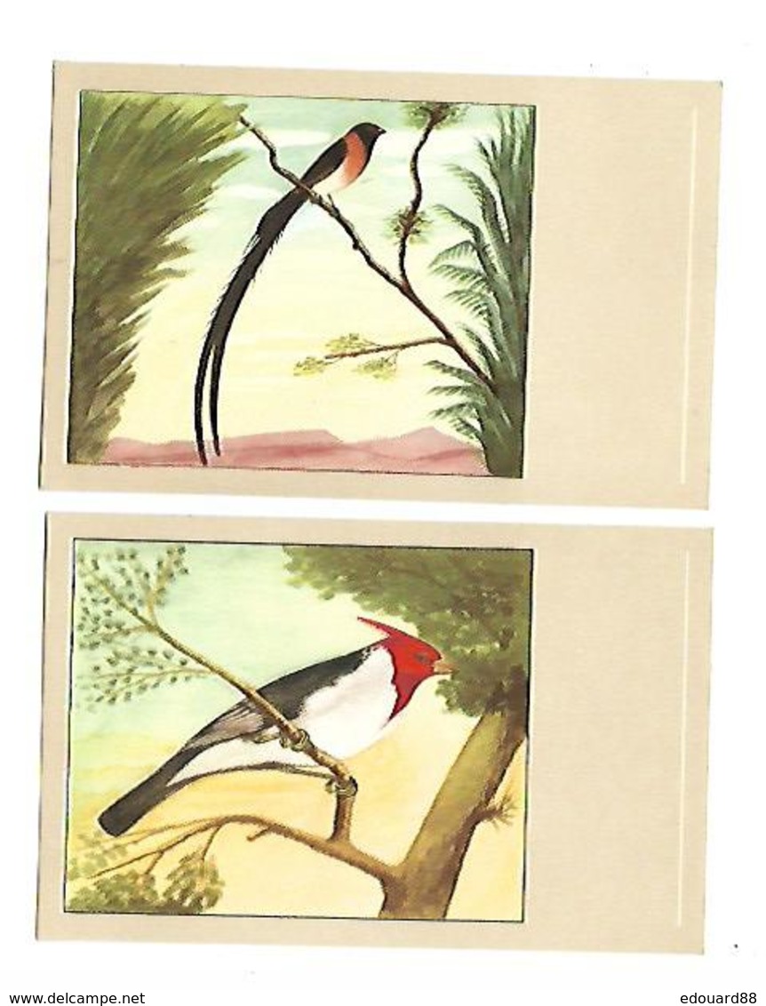 OISEAUX DESSINES MAGNIFIQUE LOT DE 34 CPA TOUTES SCANNEES A SAISIR