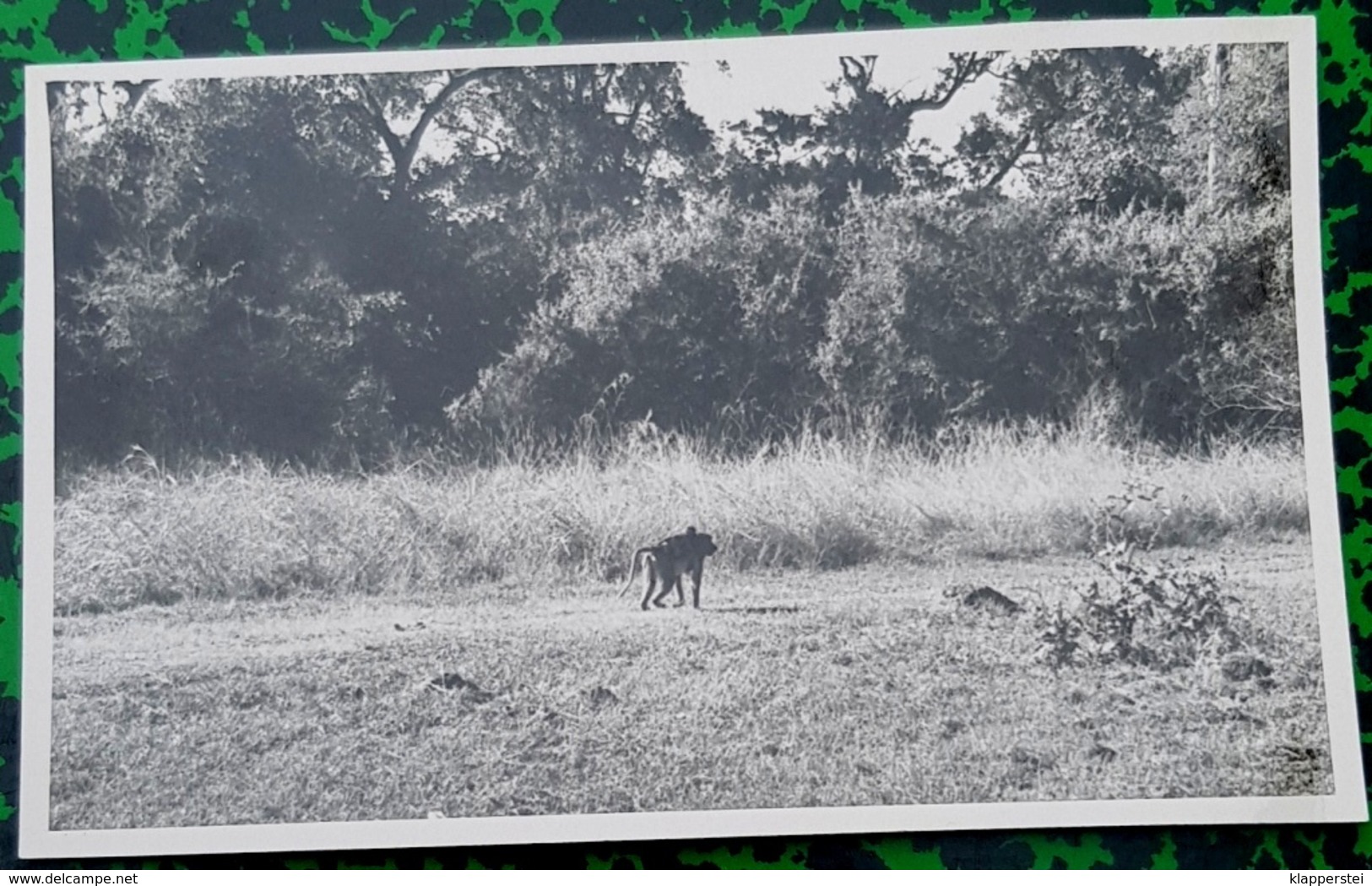 lot de 17 Photos Victoria Falls Rhodesie Afrique du Sud Zambèse 1949