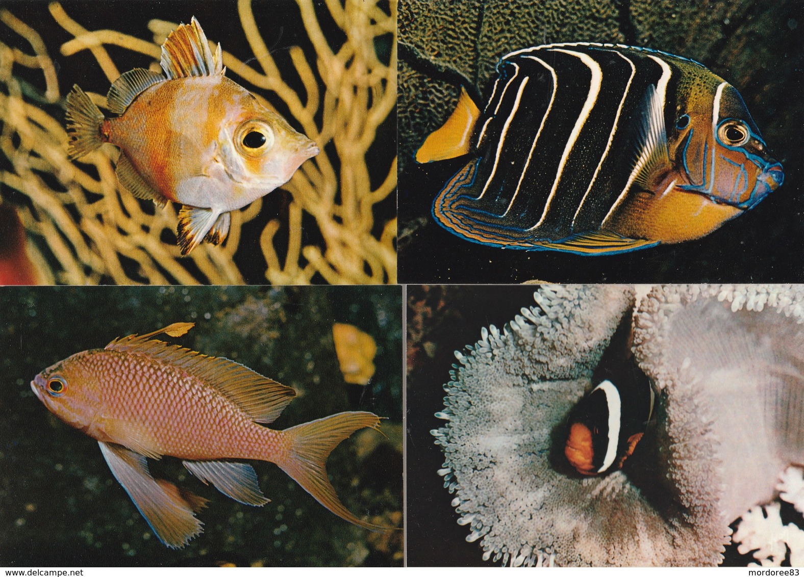 4 CPM POISSONS MUSEE OCEANOGRAPHIQUE DE MONACO - Poissons Et Crustacés