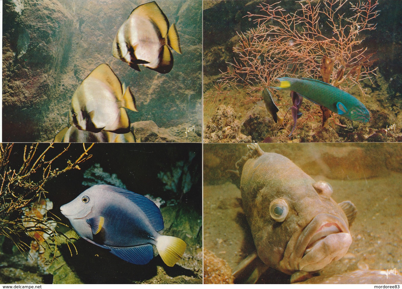 4 CPM POISSONS MUSEE OCEANOGRAPHIQUE DE MONACO - Poissons Et Crustacés