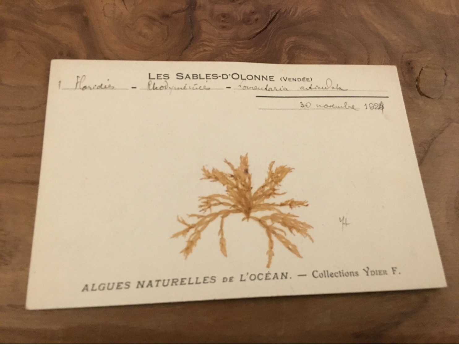 282/ Les Sables D Olonne Algues Naturelles De L Ocean Collections Ydier F - Sables D'Olonne