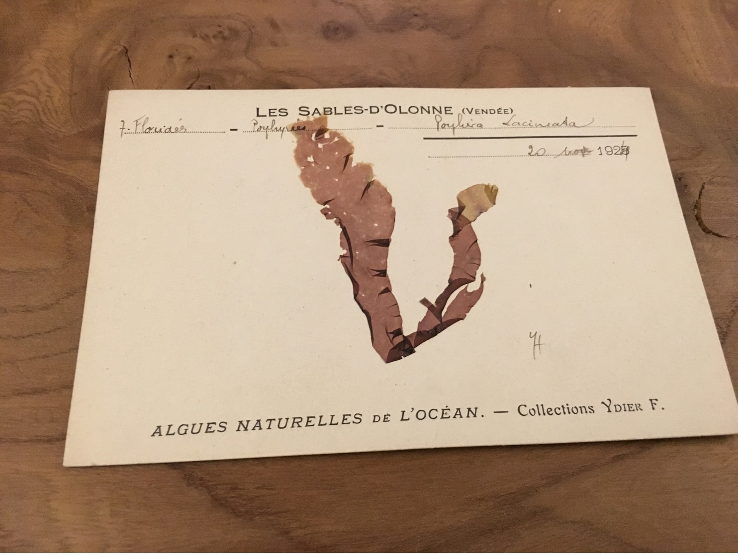 282/ Les Sables D Olonne Algues Naturelles De L Ocean Collections Ydier F - Sables D'Olonne