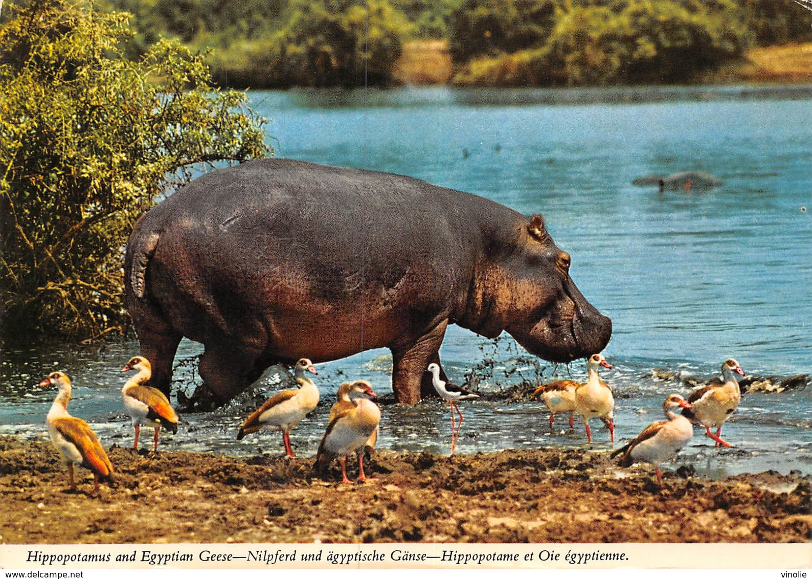 PIE-JmT-19-1641 : HIPPOPOTAME - Hippopotames