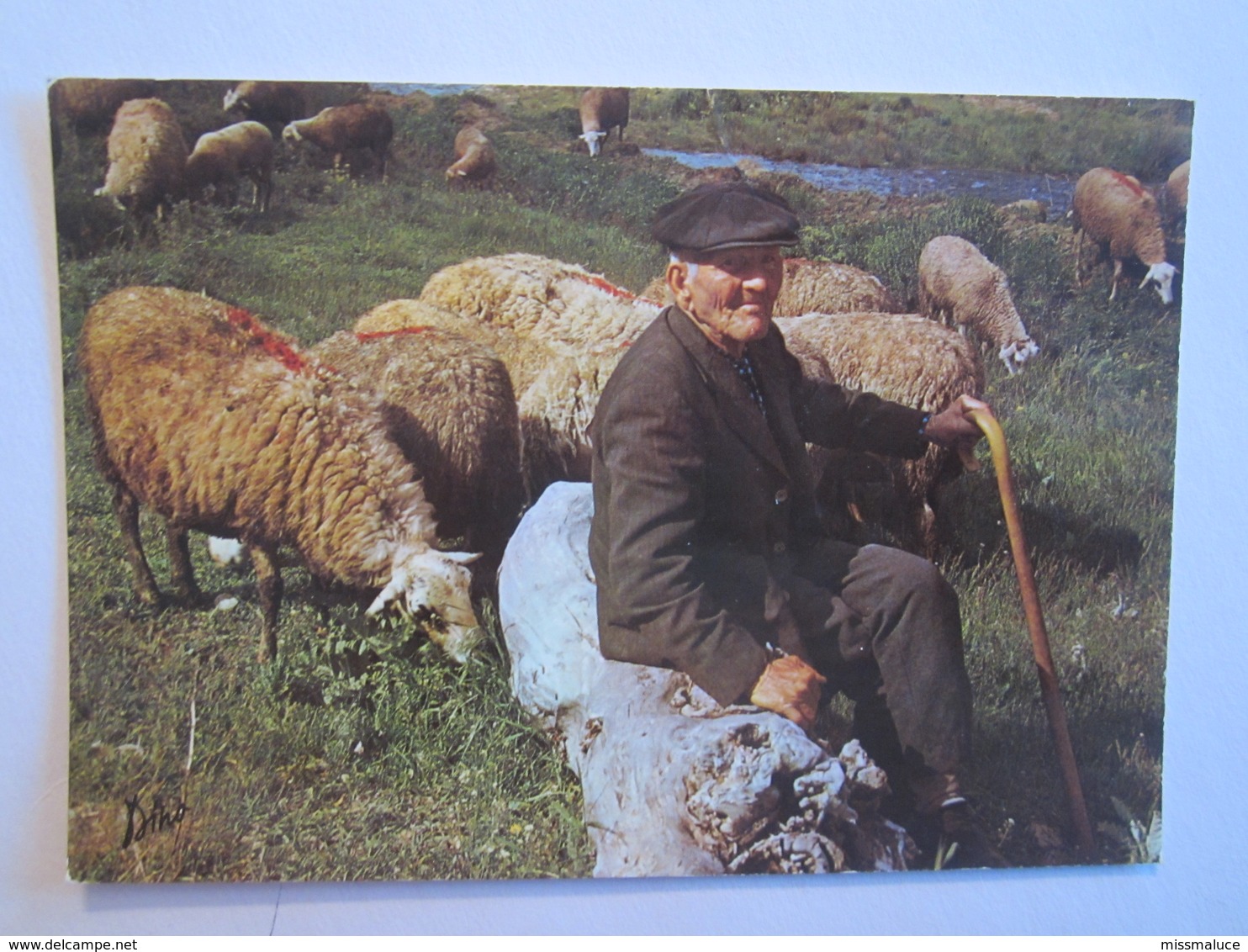 Vacances Dans Les Pyrénées Vieux Berger Mouton - Autres & Non Classés