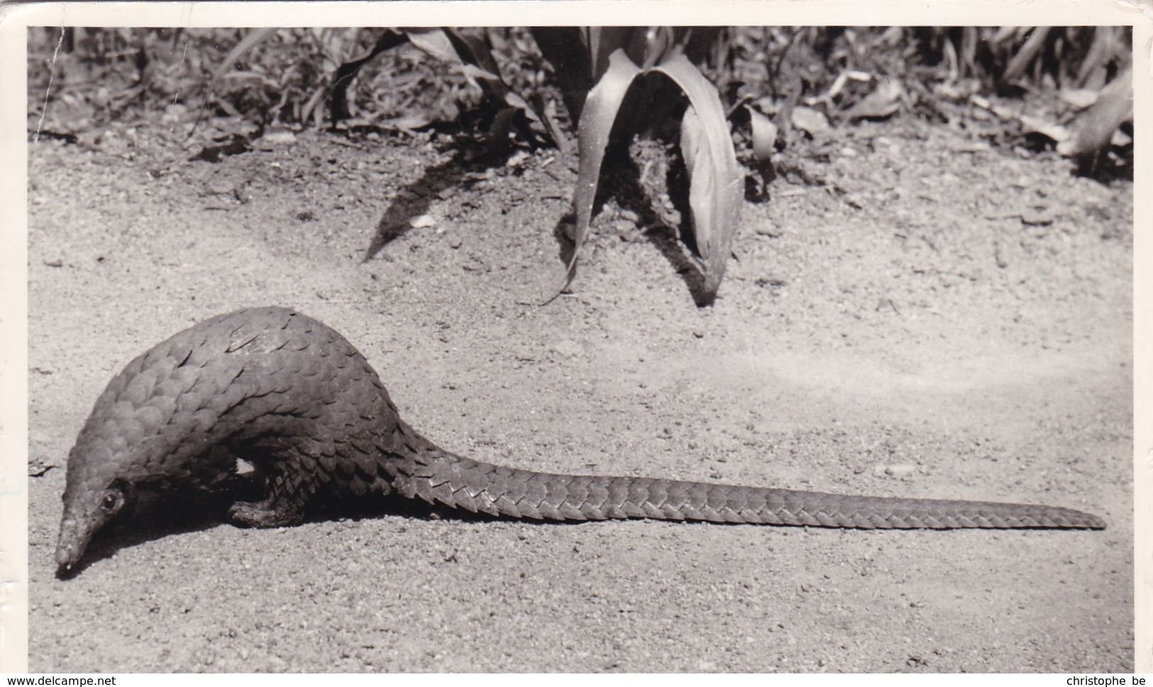 Equatorial Africa, Pangolin (pk56740) - Guinée Equatoriale