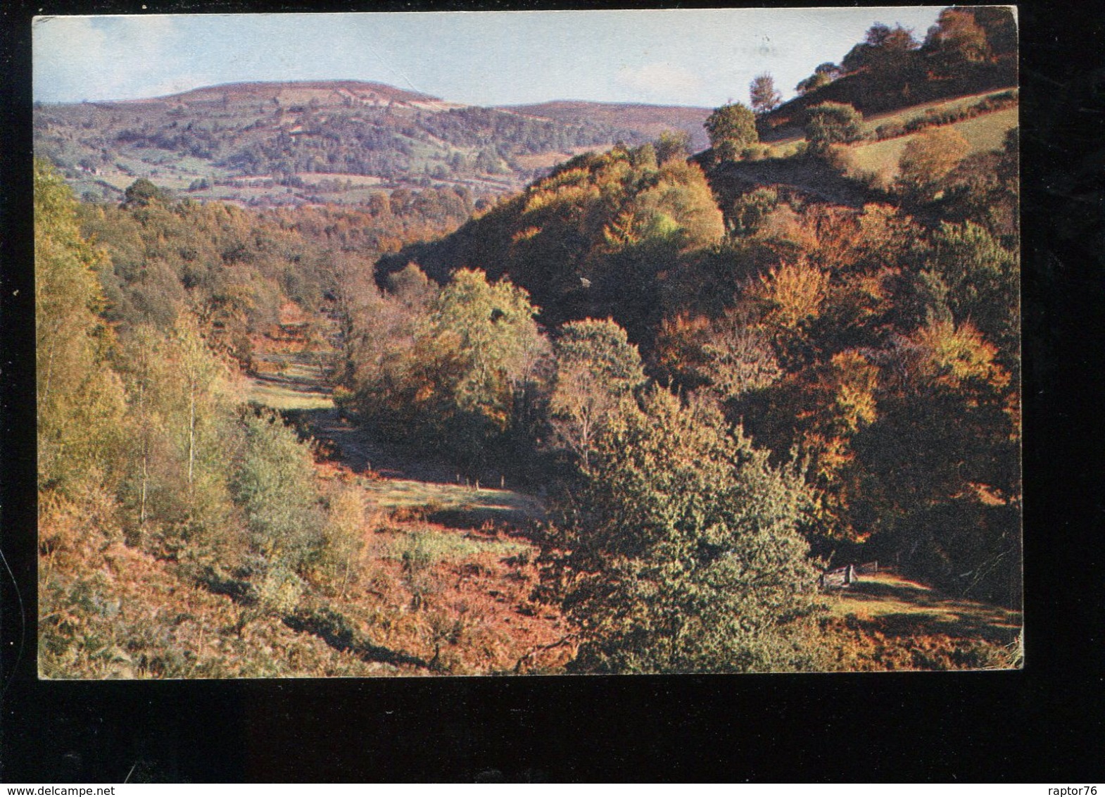 CPM Royaume Uni LLANGENNY Near Crickhowell This Fine Display Of Beech And Bracken - Breconshire