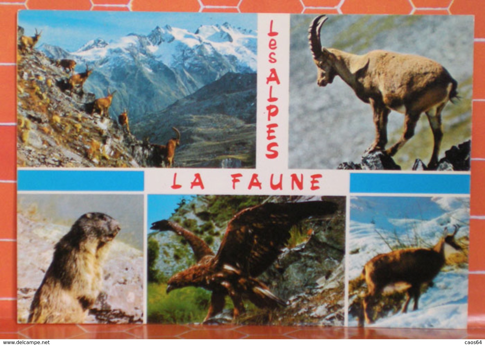 Animali Alpi Parco Nazionale Gran Paradiso Cartolina  Non Viaggiata - Autres & Non Classés
