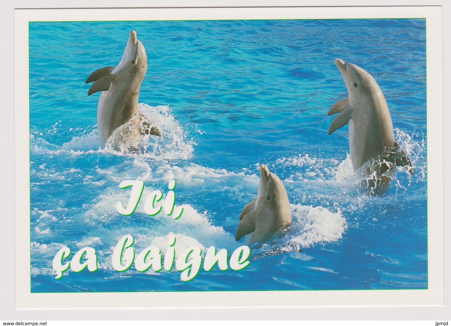 Ici ça Baigne - Dauphins - Exclusivité REGARD'S N° DAU 05 - Dauphins