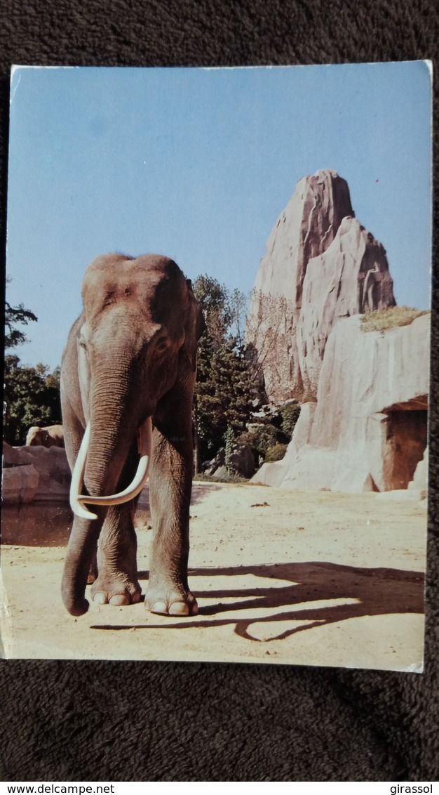 CPM ELEPHANT D ASIE  PARC ZOOLOGIQUE ZOO PARIS MUSEUM HISTOIRE NATURELLE - Éléphants