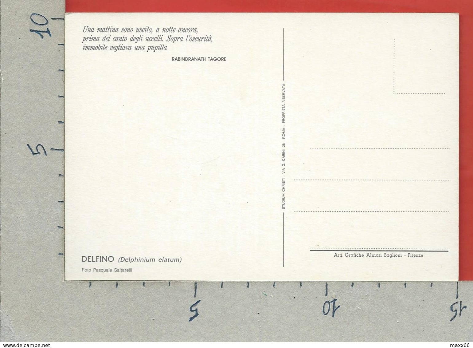 CARTOLINA NV ITALIA - FIORI - DELFINO - Delphinium Elatum - 10 X 15 - Fleurs