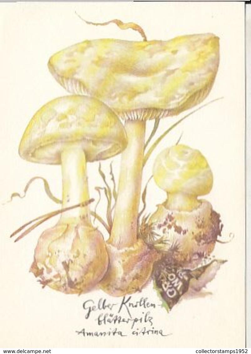 77134- MUSHROOMS, PLANTS - Pilze