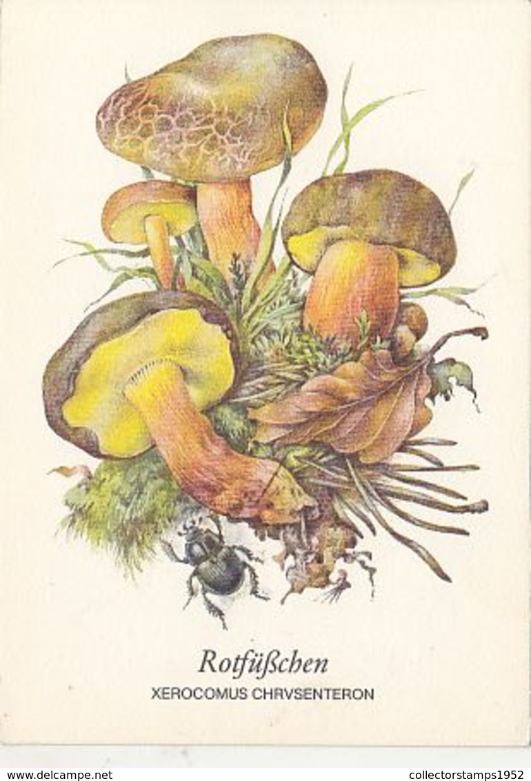 77135- MUSHROOMS, PLANTS - Champignons