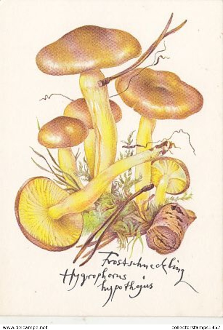 77137- MUSHROOMS, PLANTS - Mushrooms