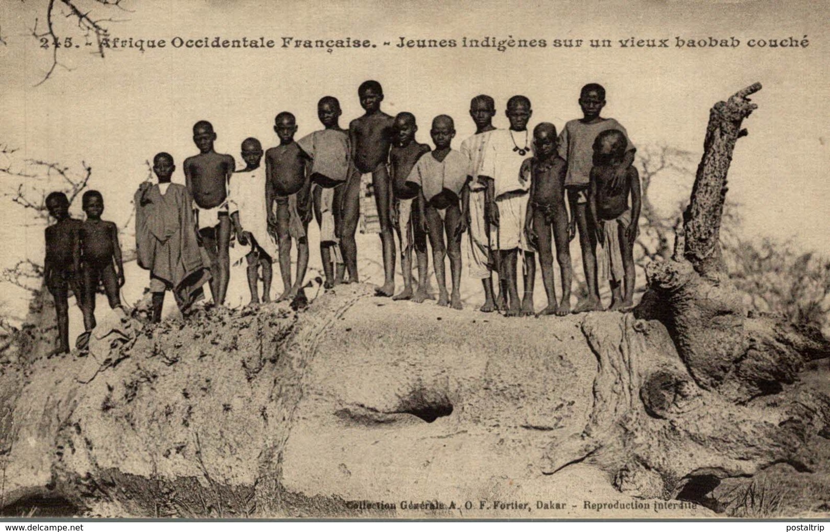 Sénégal - Jeunes Indigènes Sur Un Vieux Baoba Couché - Senegal