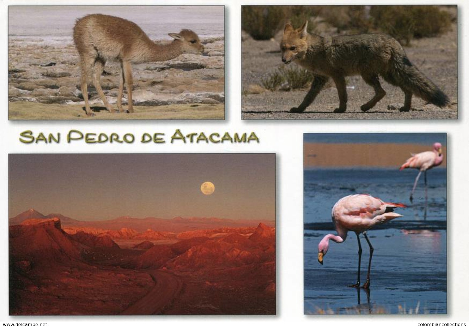 Lote PEP1308, Chile, Postal, Postcard, San Pedro De Atacama, Fauna, Bird, Desert, Sunset - Chile