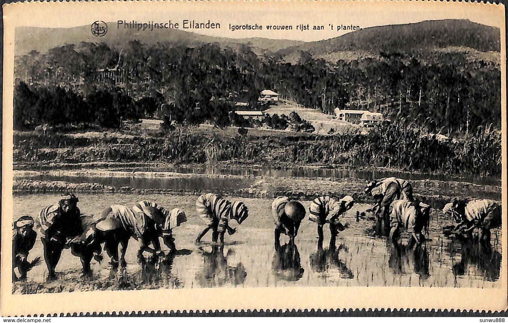 Philippines - Femmes Plantant Du Riz - Women Planting Rice (animation) - Philippines