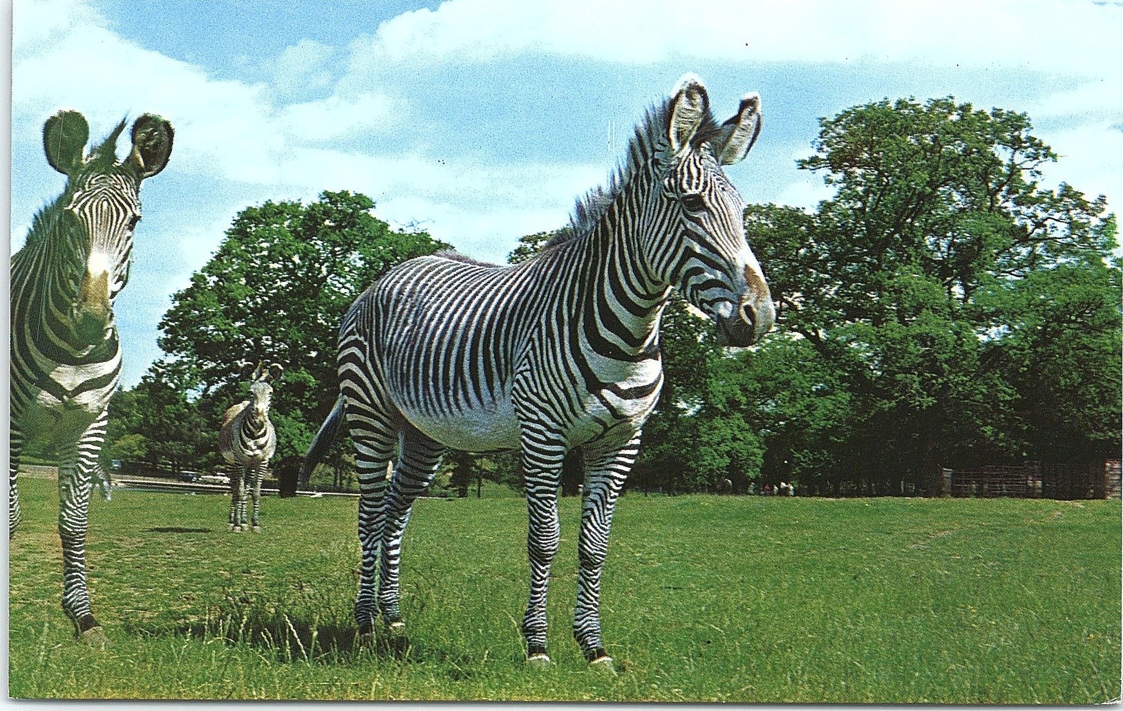 Animals - Grey Zebra - Zèbres