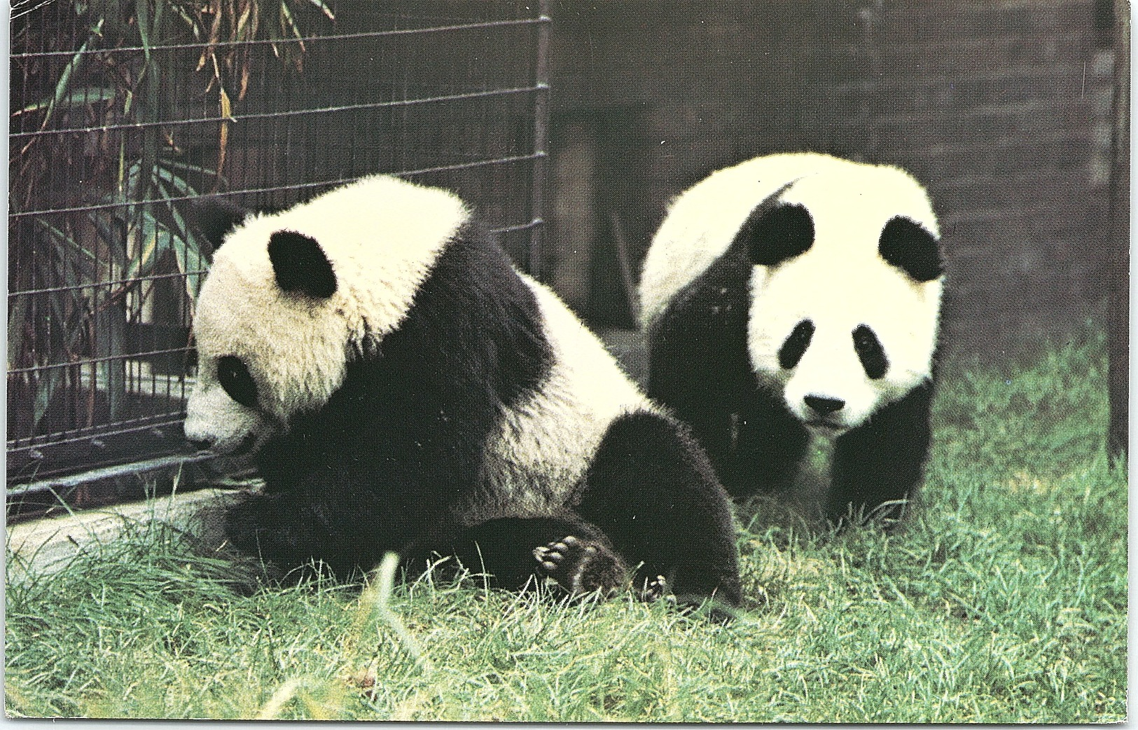 Animals - Pandas Chia-Chia And Ching-Ching - Altri & Non Classificati