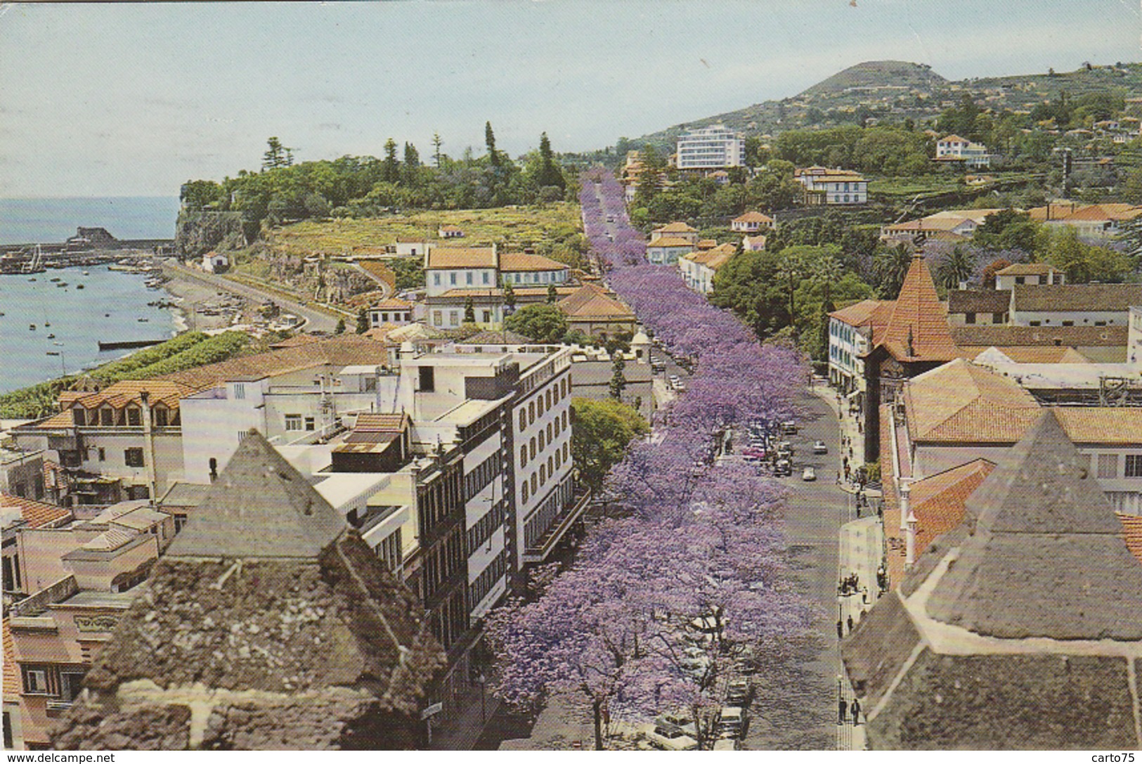 Portugal - Funchal - Avenida Arriaga - Allée Des Jacarandas En Fleur - 1968 - Madeira