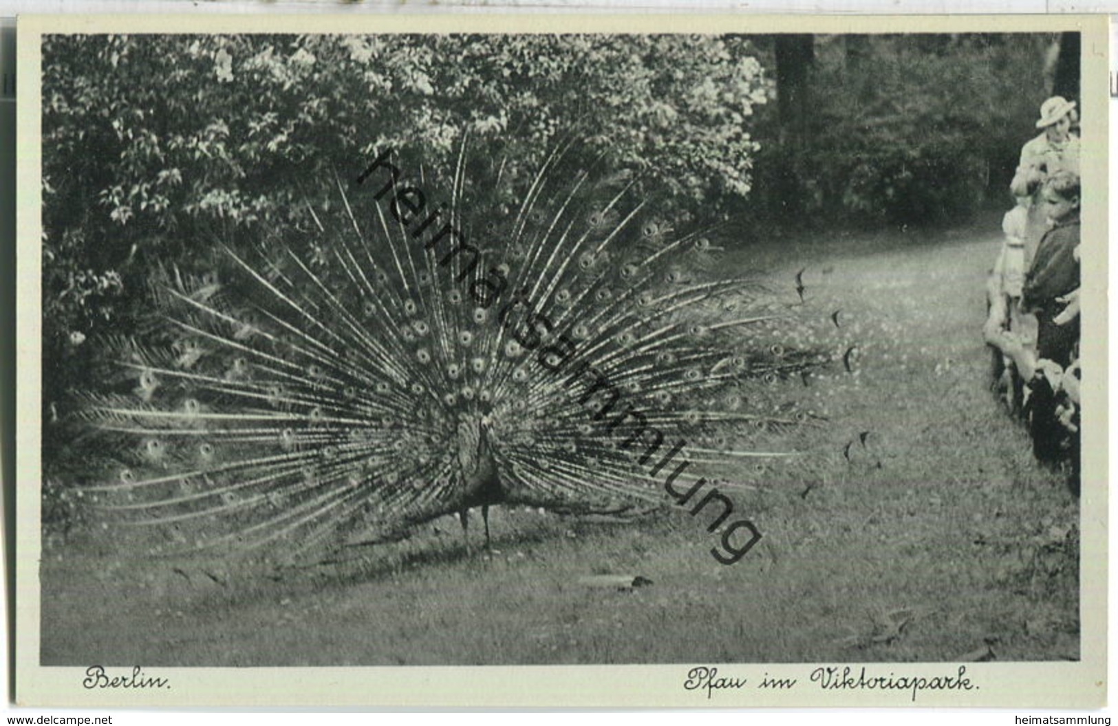 Berlin-Kreuzberg - Pfau Im Victoriapark - Verlag J. Goldiner Berlin 40er Jahre - Kreuzberg