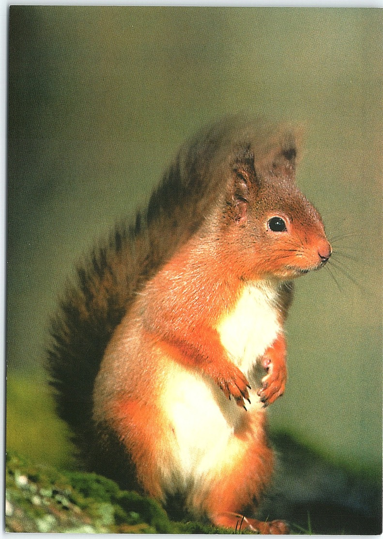 Animals - Red Squirrel - Other & Unclassified