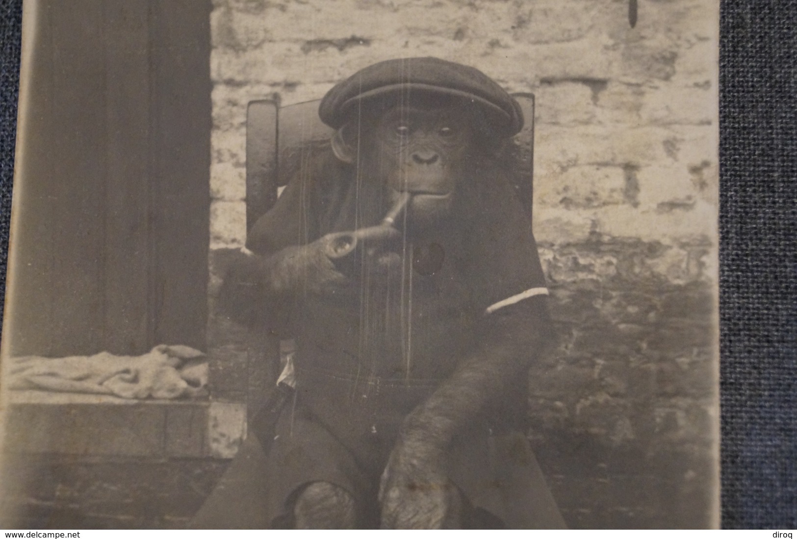 Ancienne Photo Originale,Singe Fumeur De Pipe,époque Congo Belge 1930,RARE Photo,11 Cm./ 8,5 Cm. - Anciennes (Av. 1900)