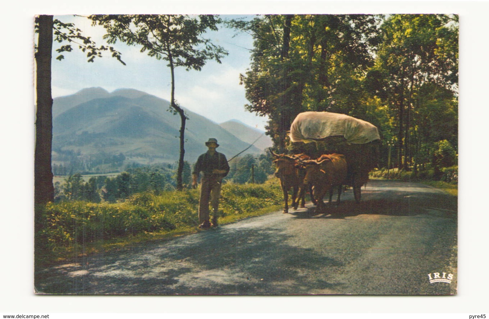 UN ATTELAGE PITTORESQUE - Attelages