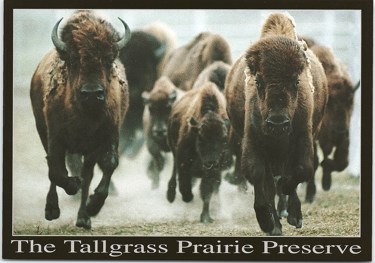 Animals - Bison, The Tallgrass Prairie Preserve - Other & Unclassified