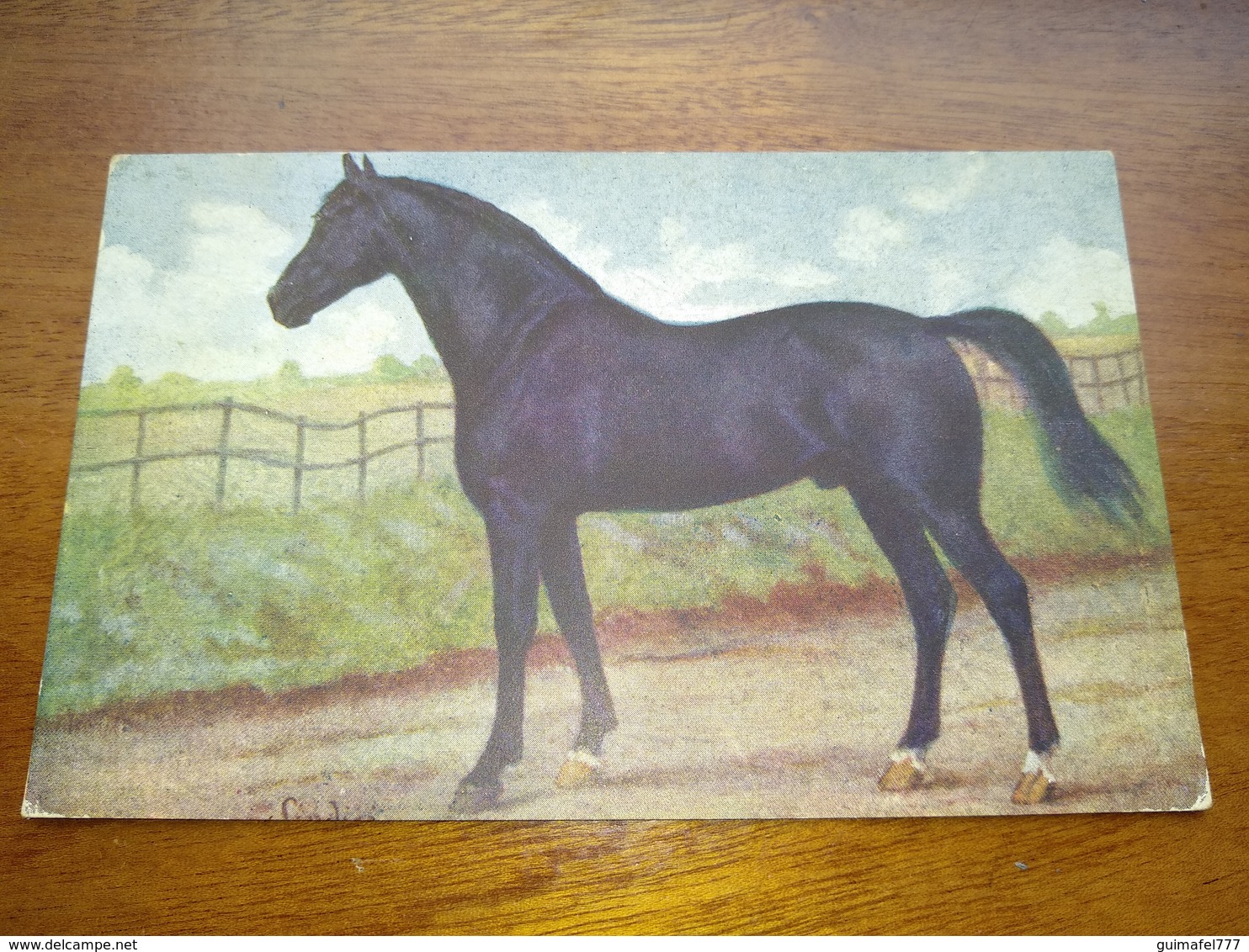 Postcard, Postal " Cavalo, Horse " - Chevaux