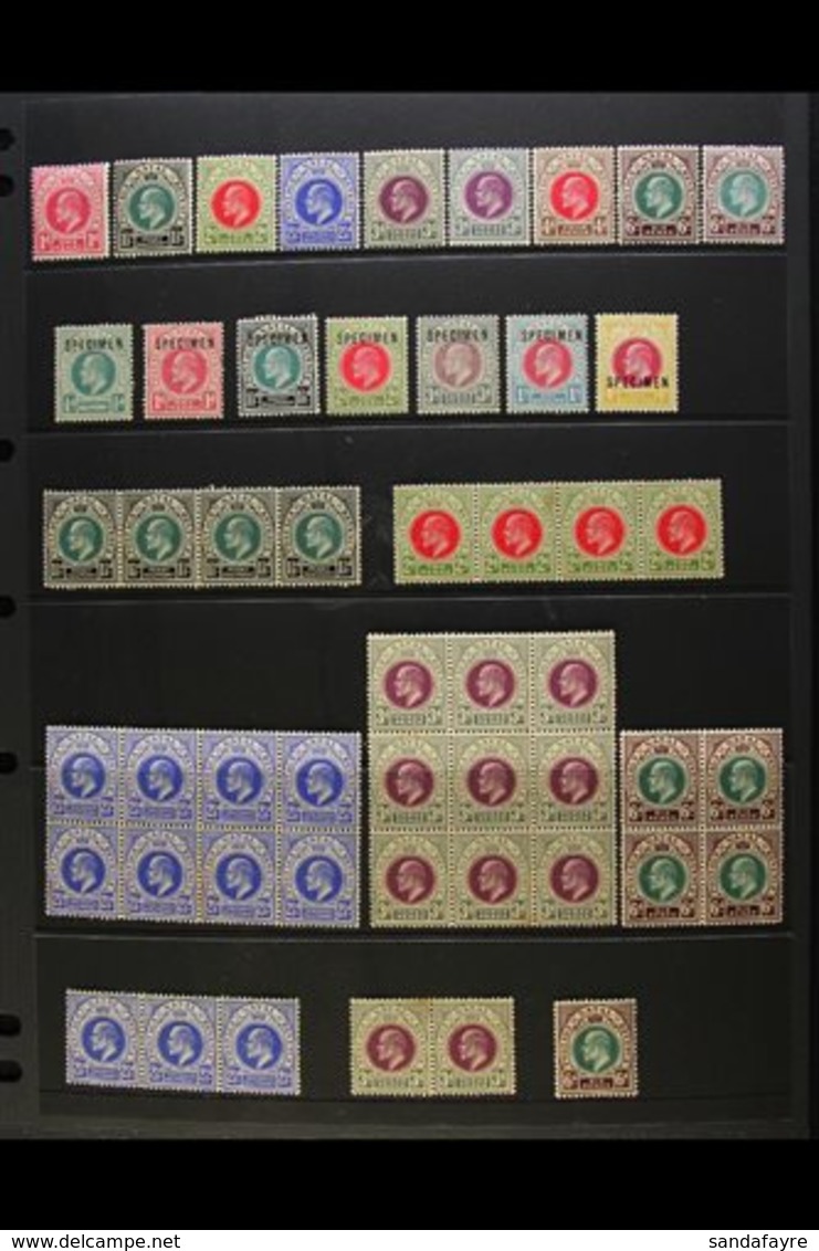 NATAL 1902-1909 KEVII MINT/NHM COLLECTION With "Specimen" Opt's & Multiples. Neatly Presented On Stock Pages & Includes  - Unclassified