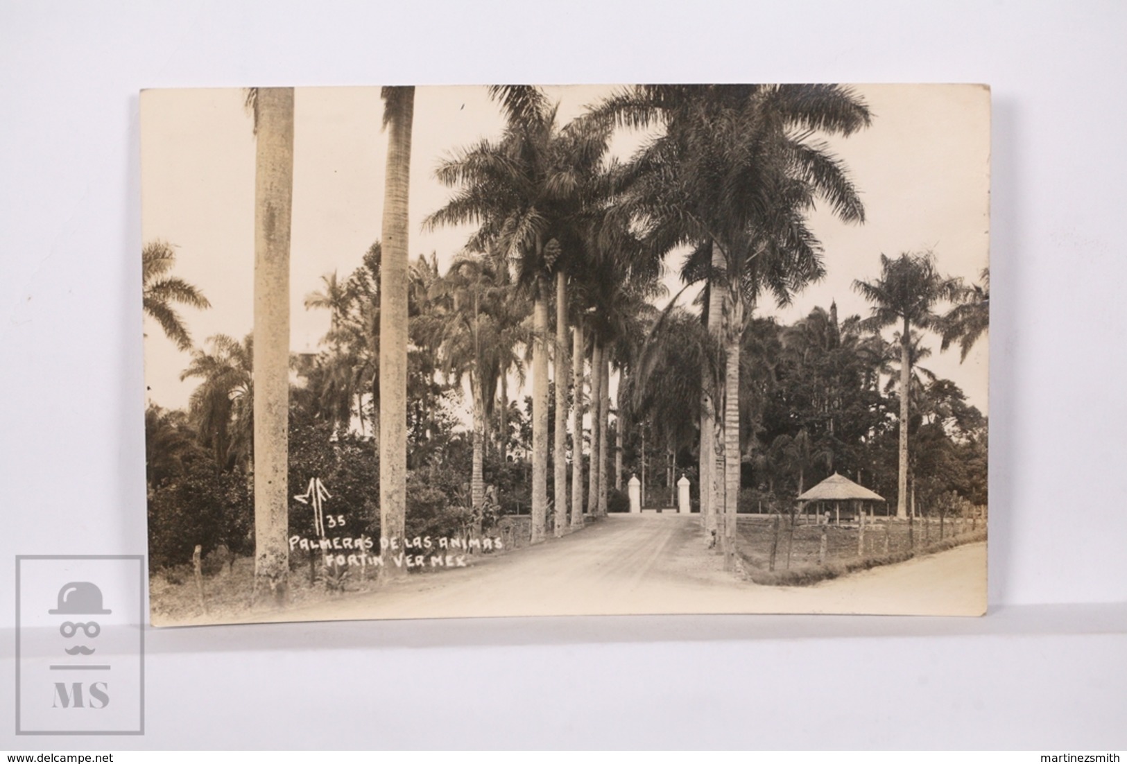 Original Photographic Postcard - Postal Mexico - Palmeras De Las Animas - Palm Trees - Fortin Veracruz - México