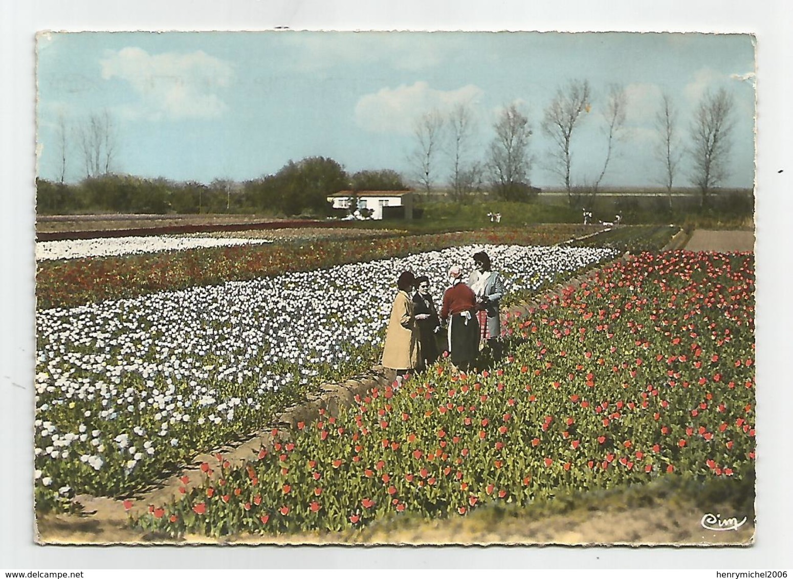 85 Vendée - La Tranche Sur Mer Tulipes Fleurs Vendéennes - La Tranche Sur Mer