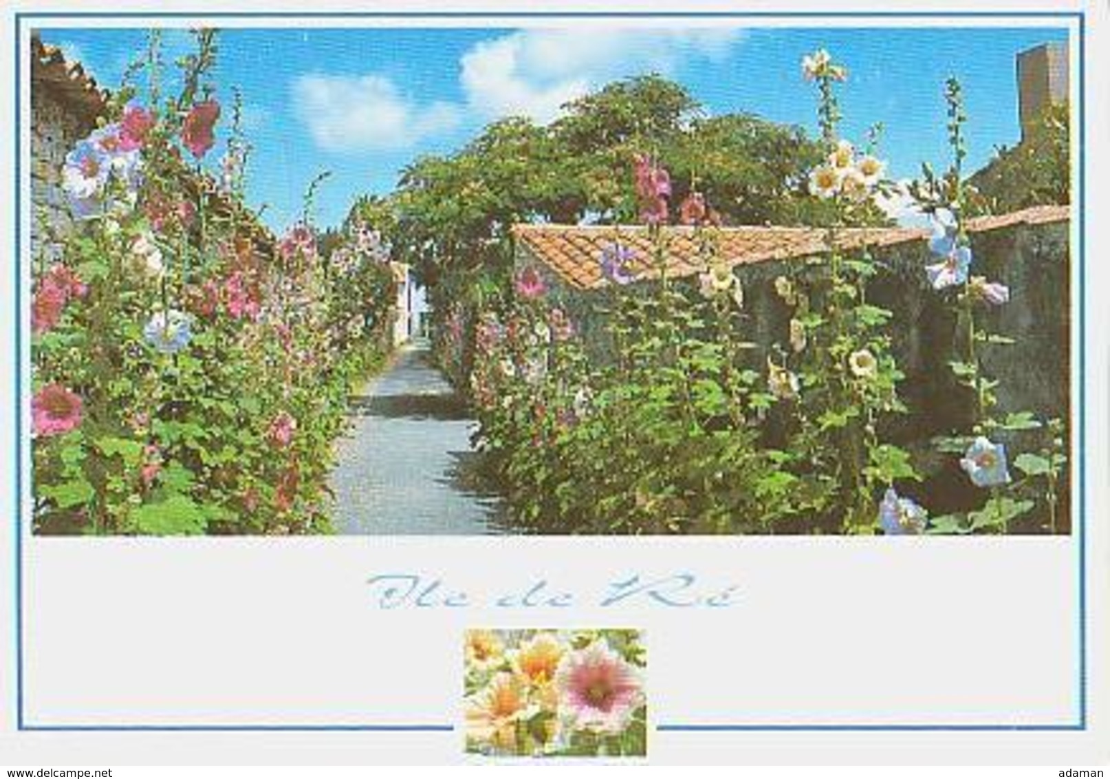 Île De Ré   H460         ( 2 Vues ) Les Ruelles Fleuries De Roses Trémières - Ile De Ré