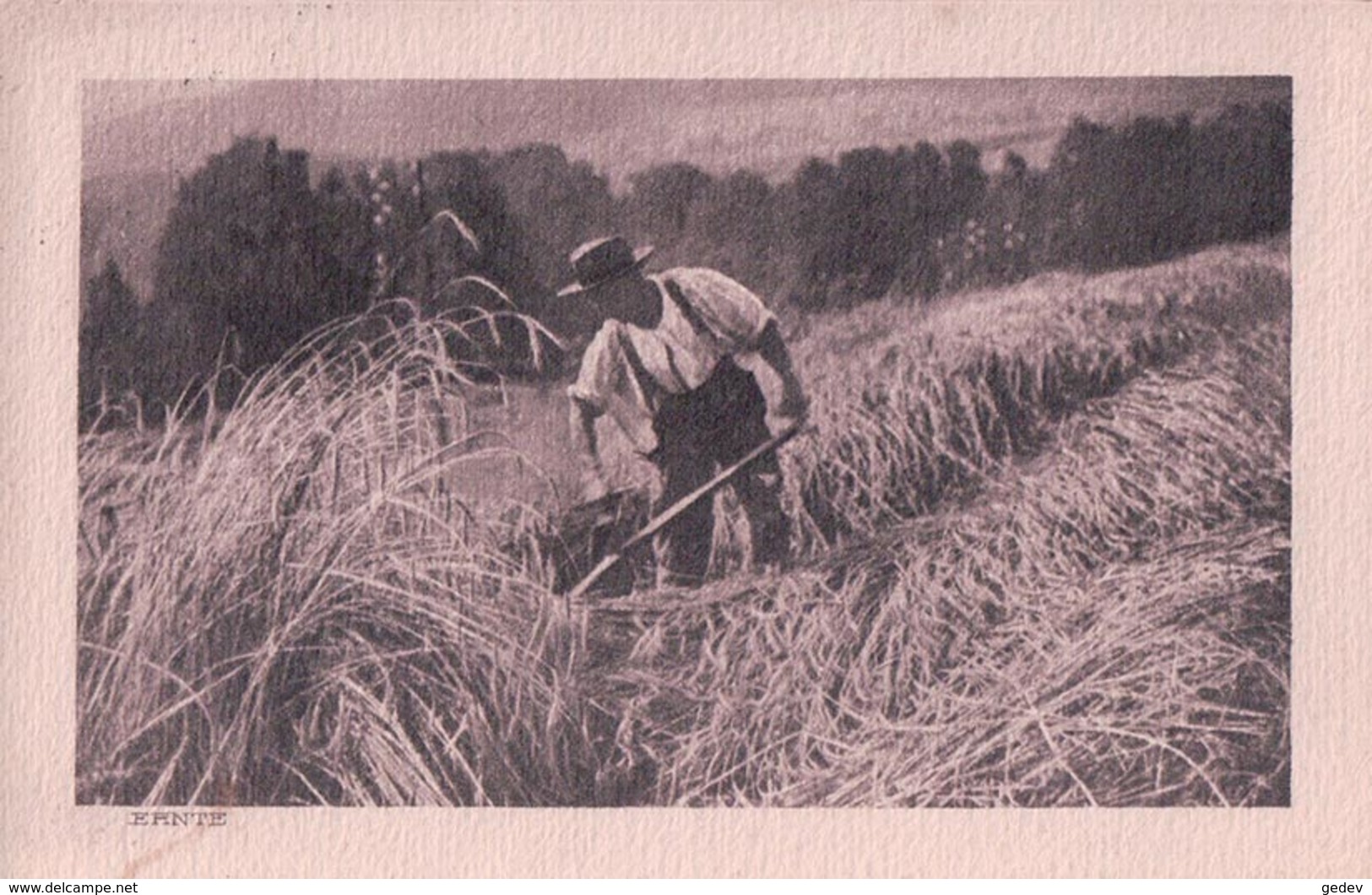 Ernte, La Récolte Du Seigle En 1900, Photo Walter Roth (7.2.16) - Cultures