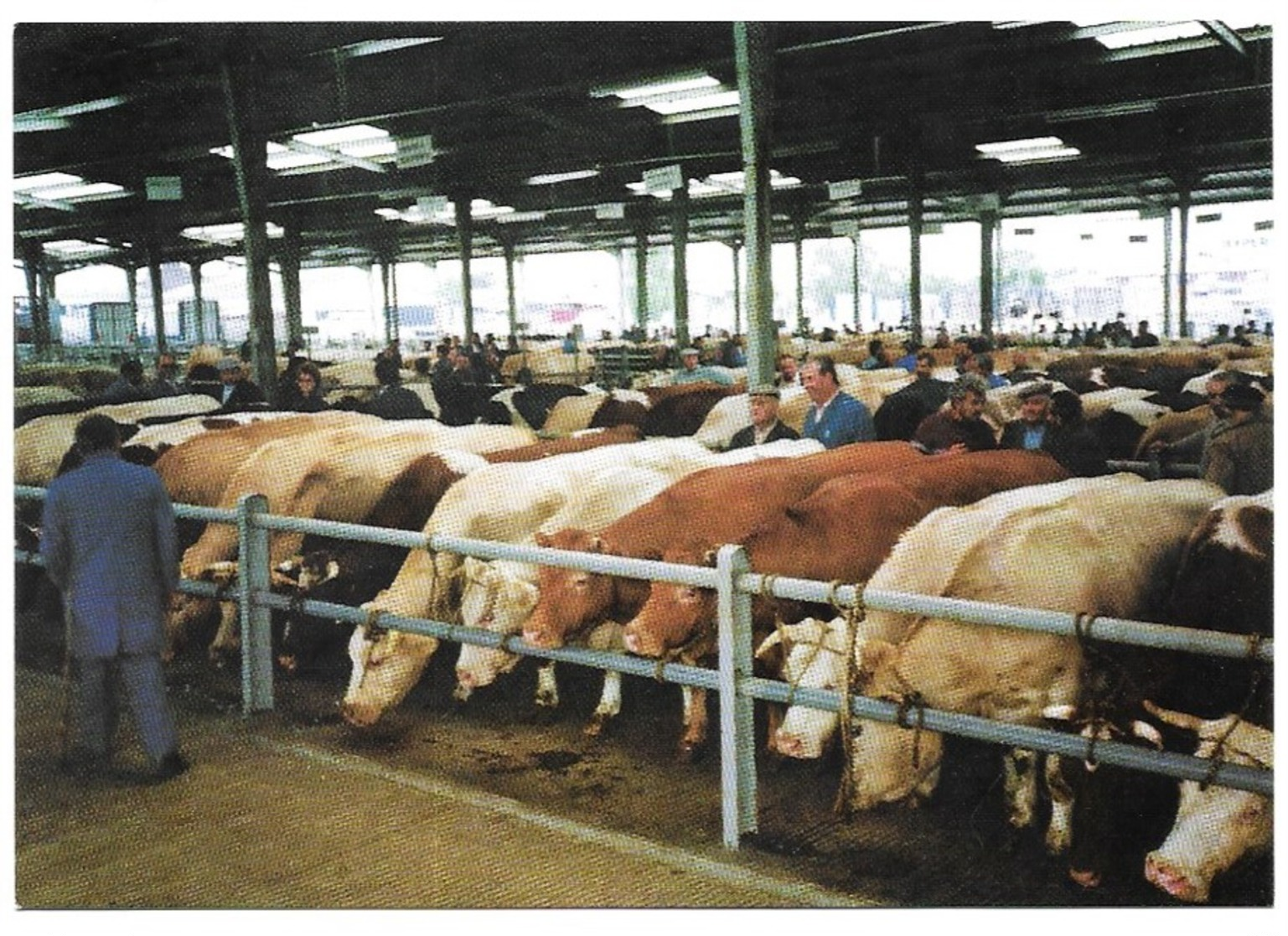 Chemillé Le Marché Aux Bestiaux Juillet 1991 Cliché Victor Bouyer - Chemille