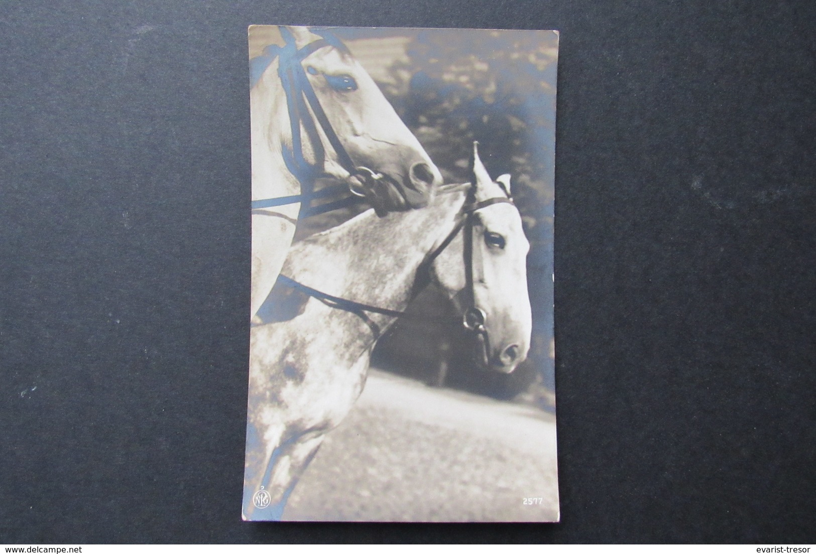 Real Carte Photo Picture Card Horse Cheval Paard - Paarden