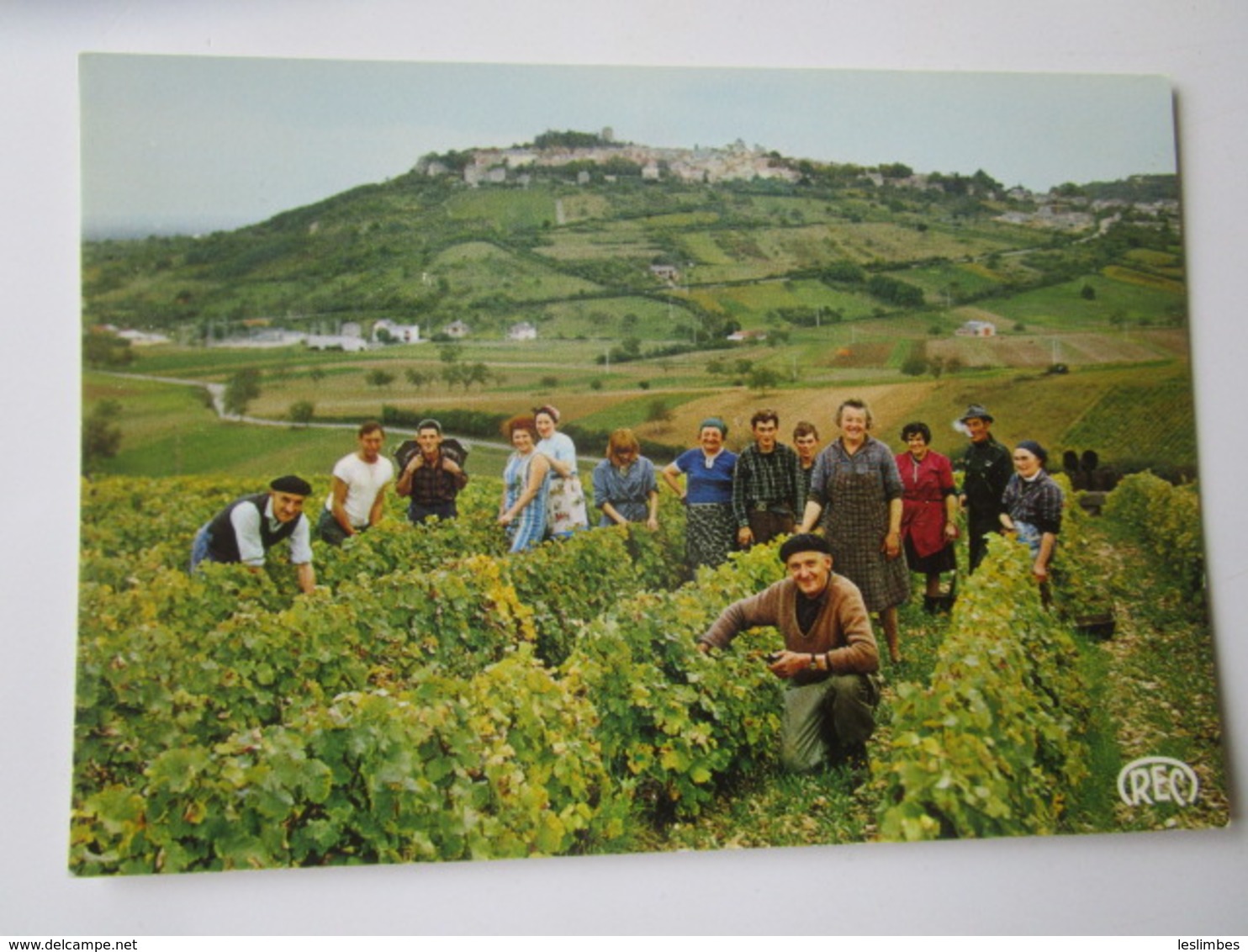 Berry. Vendanges En Sancerrois (Cher, Region De Vignoble Repute). REC 12.155 - Vigne