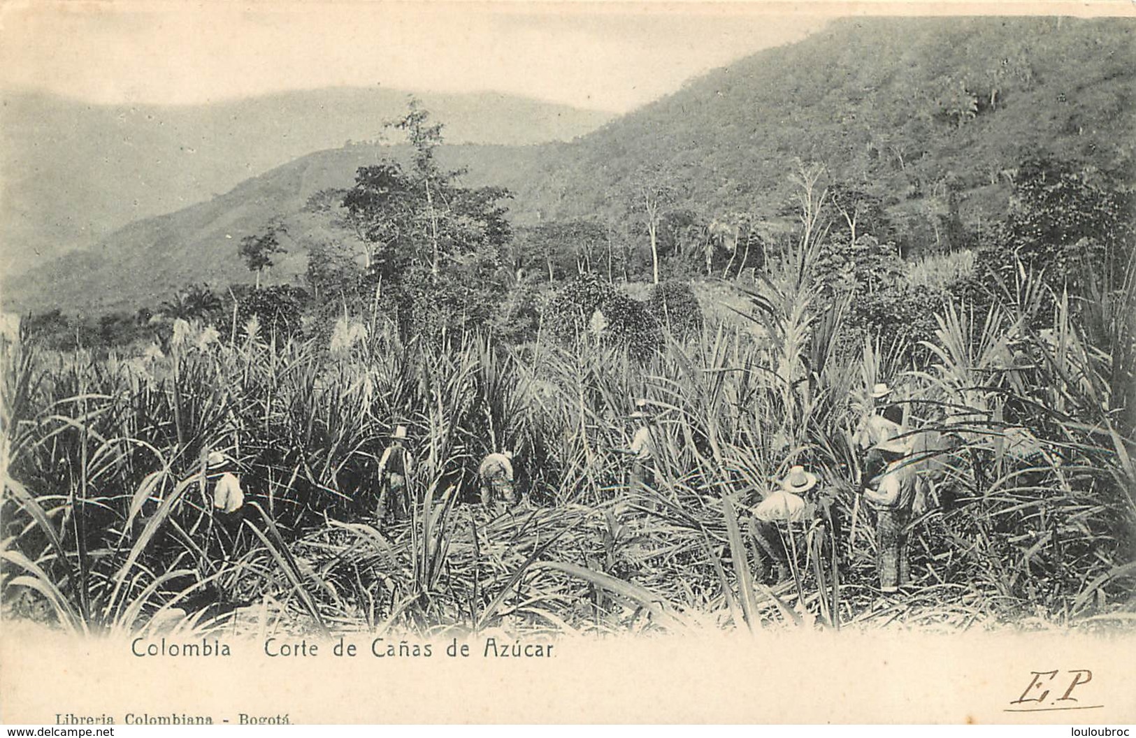 COLOMBIA CORTE DE CANAS DE AZUCAR LIBRERIA COLOMBIANA BOGOTA - Kolumbien