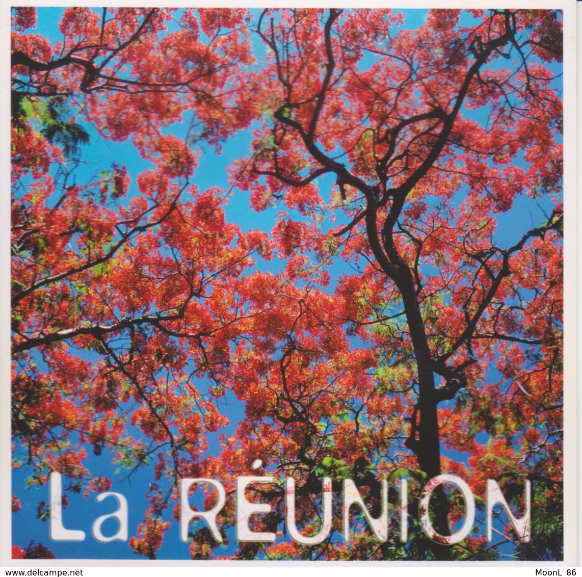 974 - ILE DE LA REUNION - ARBRE EN FLEURS - LE FLAMBOYANT - Autres & Non Classés