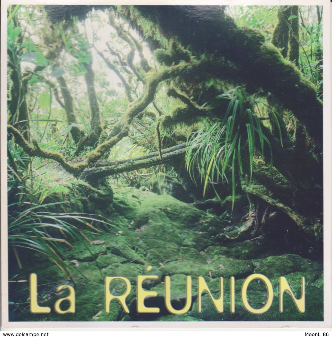 974 - ILE DE LA REUNION - LA FORET PRIMAIRE A SAINT PHILIPPE - Autres & Non Classés